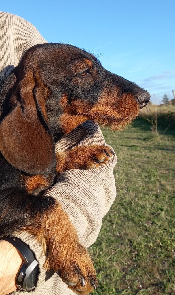 De L'Echo De La Braconne - Chiot disponible  - Teckel poil dur