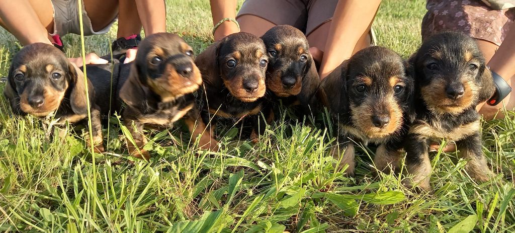 chiot Teckel poil dur De L'Echo De La Braconne