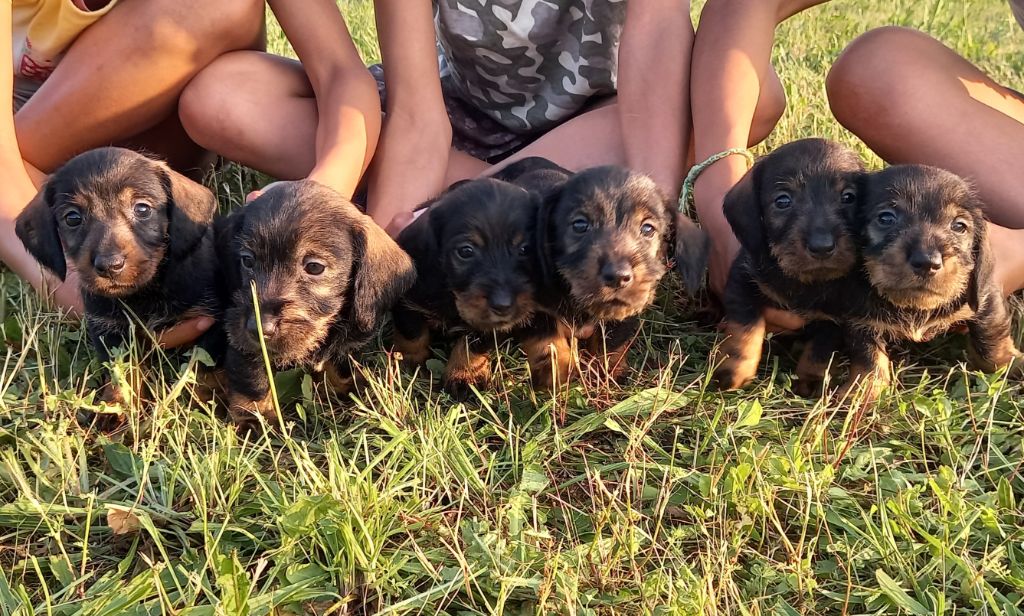 chiot Teckel poil dur De L'Echo De La Braconne