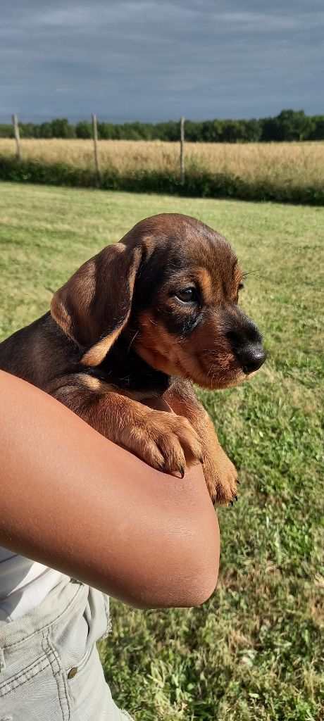 De L'Echo De La Braconne - Chiot disponible  - Teckel poil dur