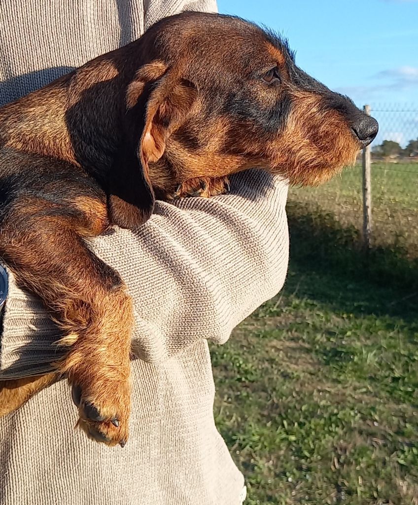 De L'Echo De La Braconne - Chiot disponible  - Teckel poil dur