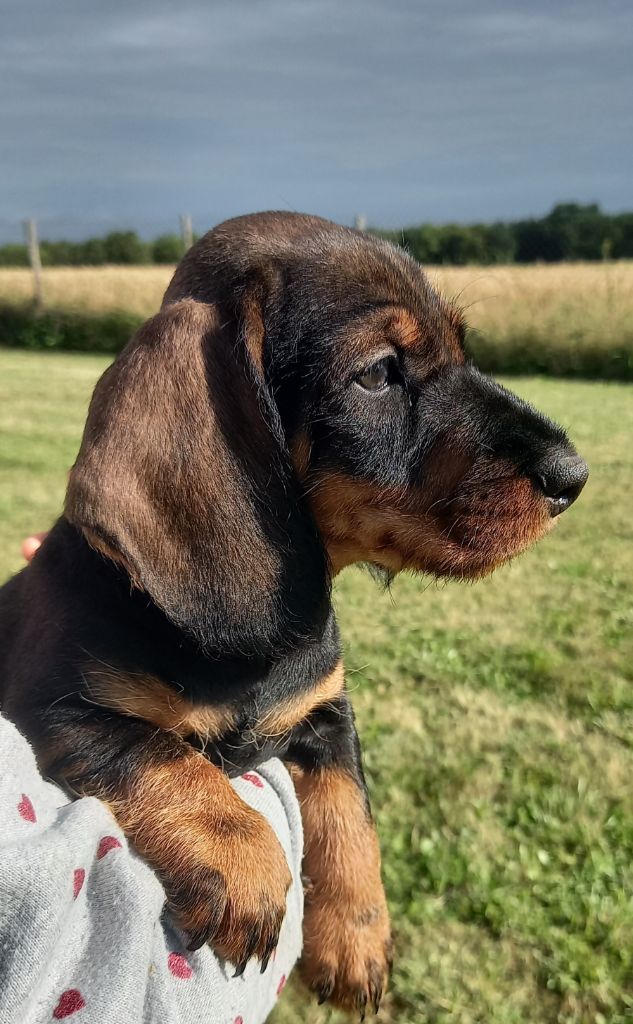 De L'Echo De La Braconne - Chiot disponible  - Teckel poil dur