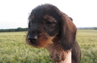Jeepsy De L'Echo De La Braconne