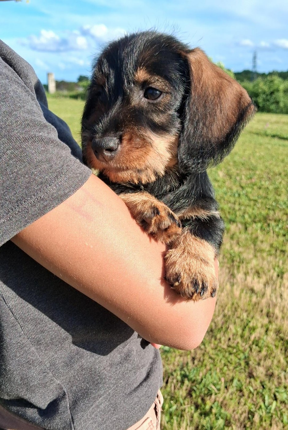 De L'Echo De La Braconne - Chiots disponibles - Teckel poil dur