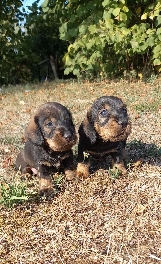 De L'Echo De La Braconne - Chiots disponibles - Teckel poil dur